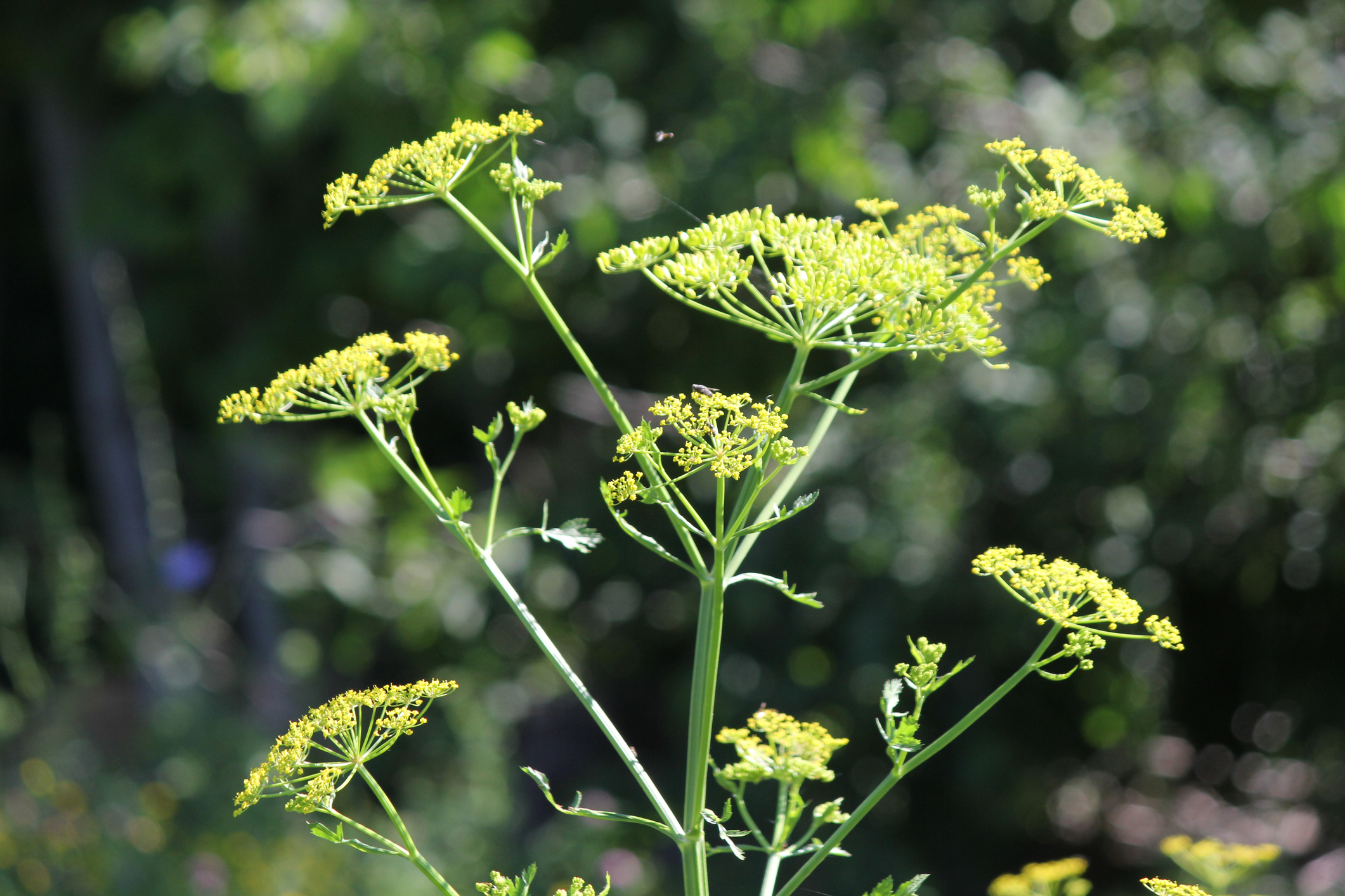 wild parsnip