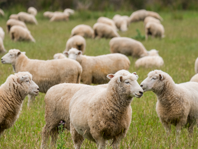sheep grazing in a field