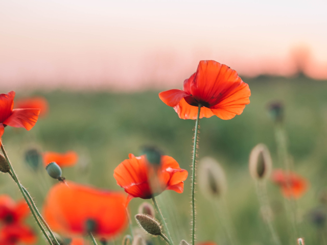 Poppies in a field